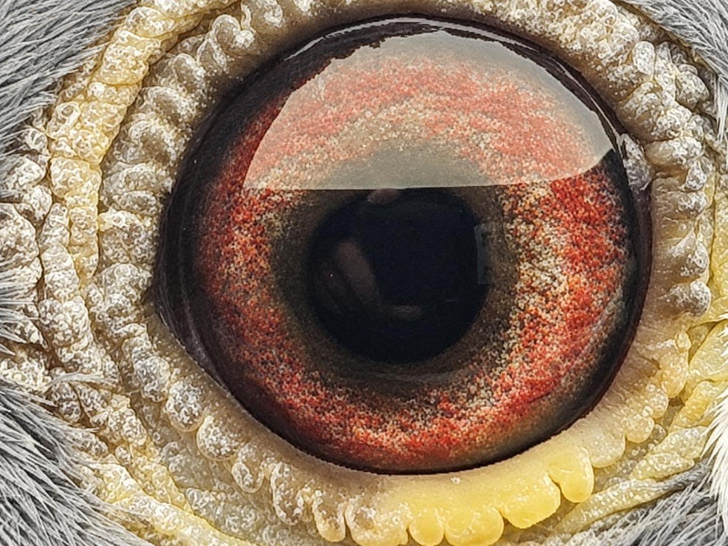 Pigeon eye